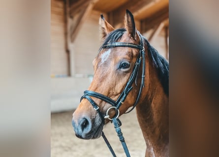 Hanoverian, Mare, 5 years, 16 hh, Brown