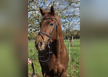 Hanoverian, Mare, 5 years, 16 hh, Chestnut