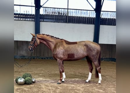 Hanoverian, Mare, 5 years, 16 hh, Chestnut-Red