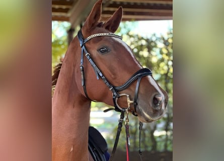 Hanoverian, Mare, 5 years, 16 hh, Chestnut-Red