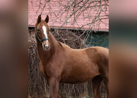 Hanoverian, Mare, 5 years, 16 hh, Chestnut-Red