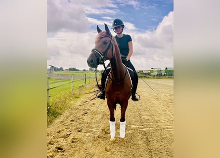 Hanoverian, Mare, 5 years, 16 hh, Chestnut-Red