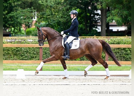 Hanoverian, Mare, 5 years, 16 hh, Chestnut-Red