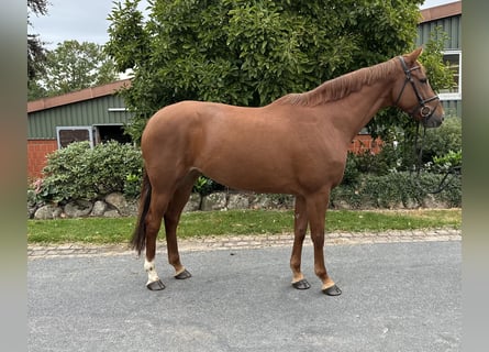 Hanoverian, Mare, 5 years, 16 hh, Chestnut-Red