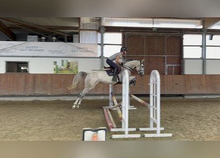 Hanoverian, Mare, 5 years, 16 hh, Gray-Dapple