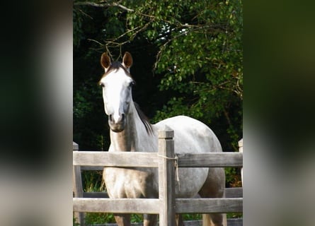 Hanoverian, Mare, 5 years, 16 hh, Grey-Dapple