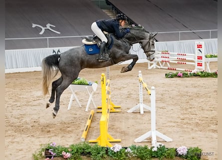 Hanoverian, Mare, 5 years, 16 hh, Grey