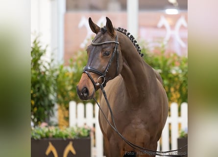 Hanoverian, Mare, 5 years, 16,1 hh, Bay-Dark