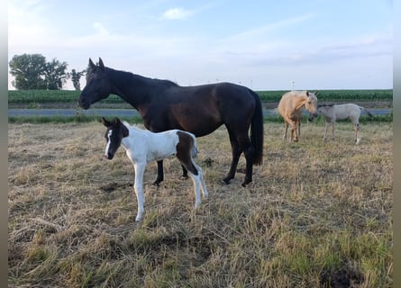 Hanoverian, Mare, 5 years, 16,1 hh, Black