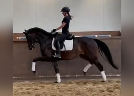Hanoverian, Mare, 5 years, 16,1 hh, Black