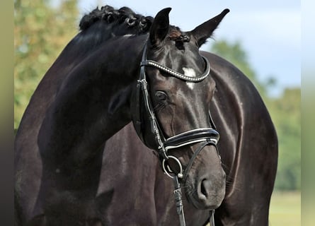 Hanoverian, Mare, 5 years, 16,1 hh, Black