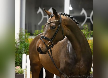 Hanoverian, Mare, 5 years, 16,1 hh, Brown