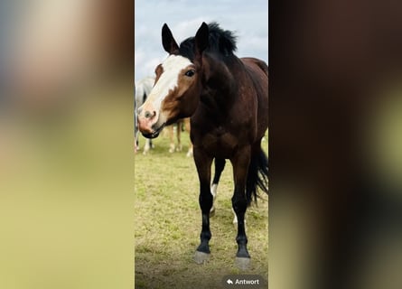 Hanoverian, Mare, 5 years, 16,1 hh, Brown