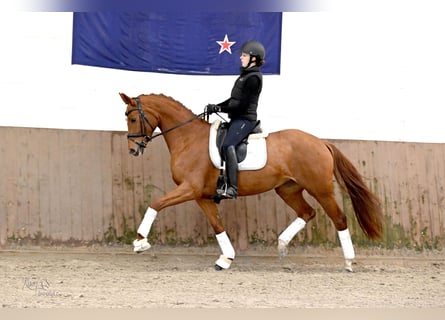 Hanoverian, Mare, 5 years, 16,1 hh, Chestnut-Red