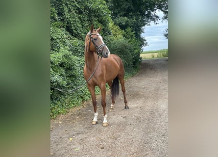 Hanoverian, Mare, 5 years, 16,1 hh, Chestnut-Red