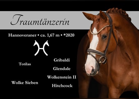 Hanoverian, Mare, 5 years, 16,1 hh, Chestnut-Red