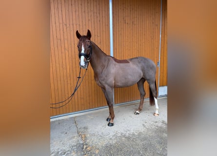 Hanoverian, Mare, 5 years, 16,1 hh, Chestnut-Red