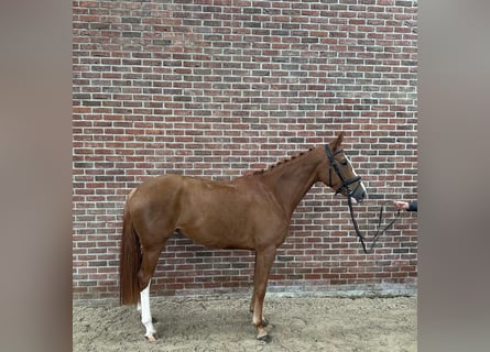 Hanoverian, Mare, 5 years, 16,1 hh, Chestnut-Red