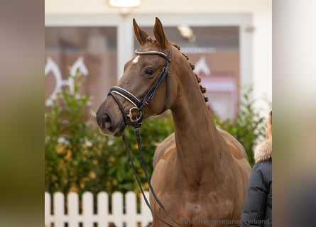 Hanoverian, Mare, 5 years, 16,1 hh, Chestnut-Red