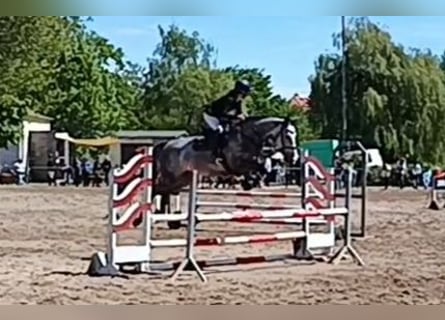 Hanoverian, Mare, 5 years, 16,1 hh, Gray-Dark-Tan