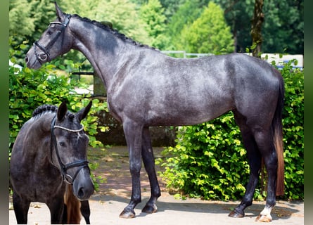 Hanoverian, Mare, 5 years, 16,1 hh, Grey-Dapple