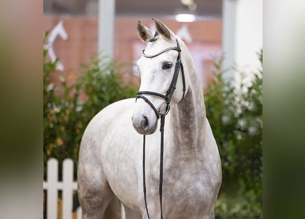 Hanoverian, Mare, 5 years, 16,1 hh, Grey