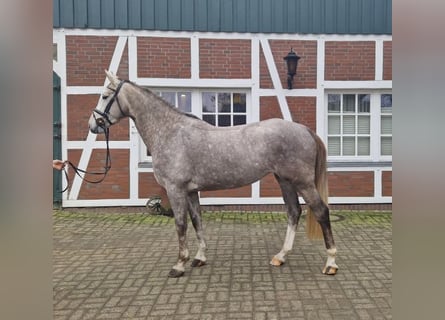 Hanoverian, Mare, 5 years, 16,1 hh, Grey