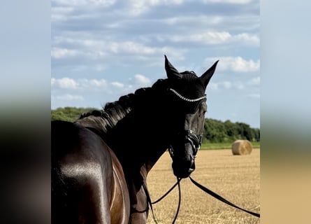Hanoverian, Mare, 5 years, 16,2 hh, Black