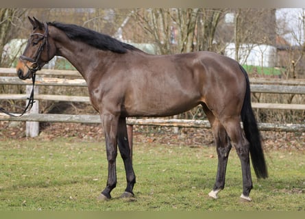 Hanoverian, Mare, 5 years, 16,2 hh, Brown