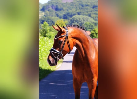 Hanoverian, Mare, 5 years, 16,2 hh, Brown