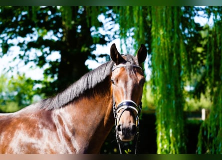 Hanoverian, Mare, 5 years, 16,2 hh, Brown