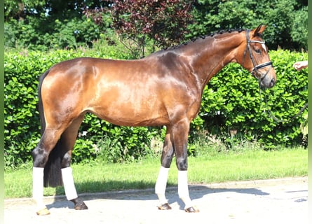 Hanoverian, Mare, 5 years, 16,2 hh, Brown