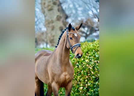 Hanoverian, Mare, 5 years, 16,2 hh, Brown