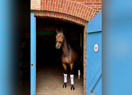 Hanoverian, Mare, 5 years, 16,2 hh, Brown