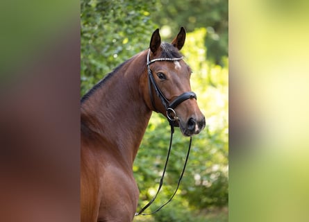 Hanoverian, Mare, 5 years, 16,2 hh, Brown