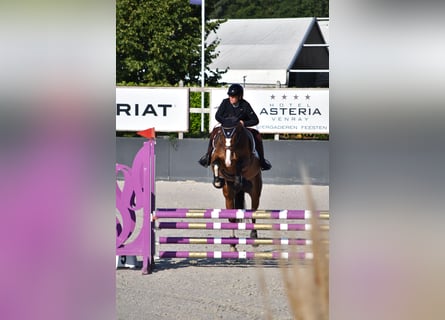 Hanoverian, Mare, 5 years, 16,2 hh, Brown