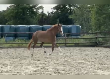 Hanoverian, Mare, 5 years, 16,2 hh, Chestnut-Red