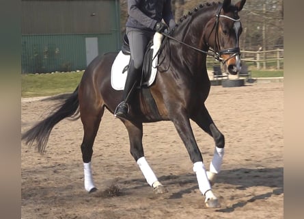 Hanoverian, Mare, 5 years, 16,3 hh, Bay-Dark