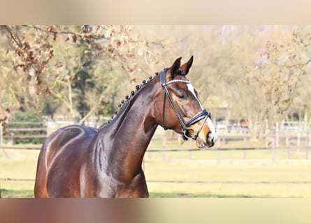 Hanoverian, Mare, 5 years, 16,3 hh, Bay-Dark