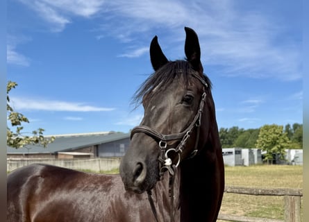 Hanoverian, Mare, 5 years, 16,3 hh, Smoky-Black