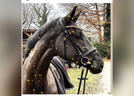 Hanoverian, Mare, 5 years, 17.1 hh, Black