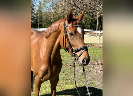 Hanoverian, Mare, 5 years, 17.1 hh, Chestnut-Red
