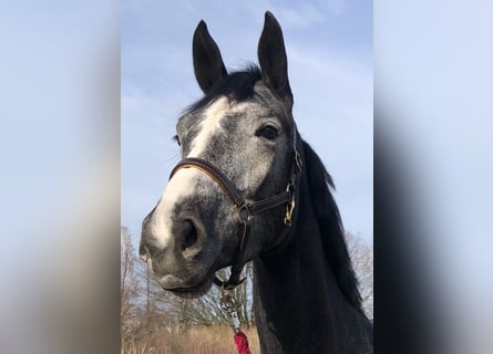 Hanoverian, Mare, 5 years, 17,1 hh, Gray-Dapple