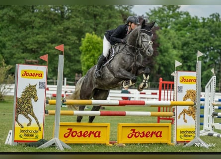 Hanoverian, Mare, 5 years, 17,1 hh, Gray