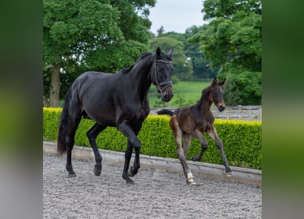 Hanoverian, Mare, 5 years, 17 hh, Bay-Dark