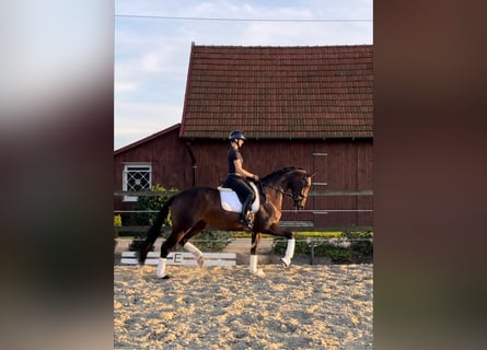 Hanoverian, Mare, 5 years, 17 hh, Bay-Dark