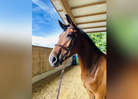 Hanoverian, Mare, 5 years, 17 hh, Bay-Dark