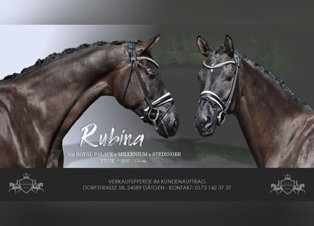 Hanoverian, Mare, 5 years, 17 hh, Black