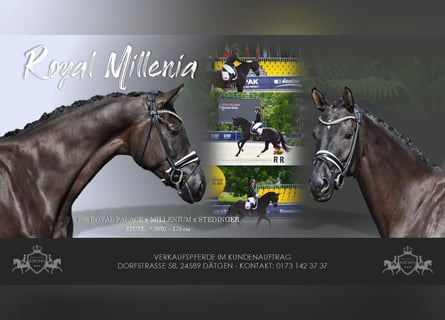 Hanoverian, Mare, 5 years, 17 hh, Black
