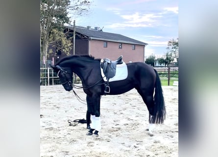 Hanoverian, Mare, 5 years, 17 hh, Black